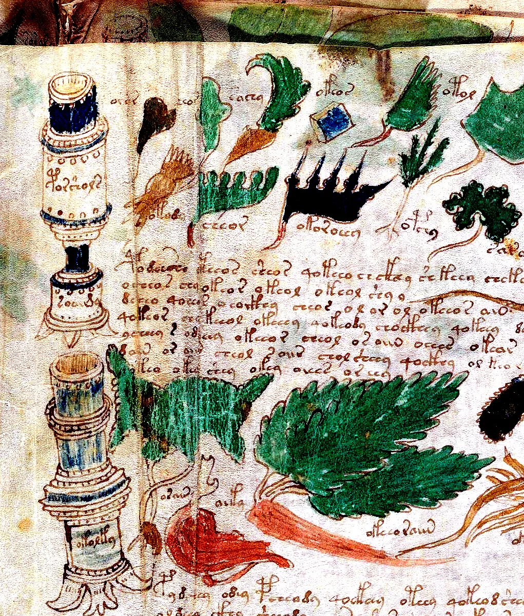 Folio f102v2 showing painted red Alkanet root labeled oror