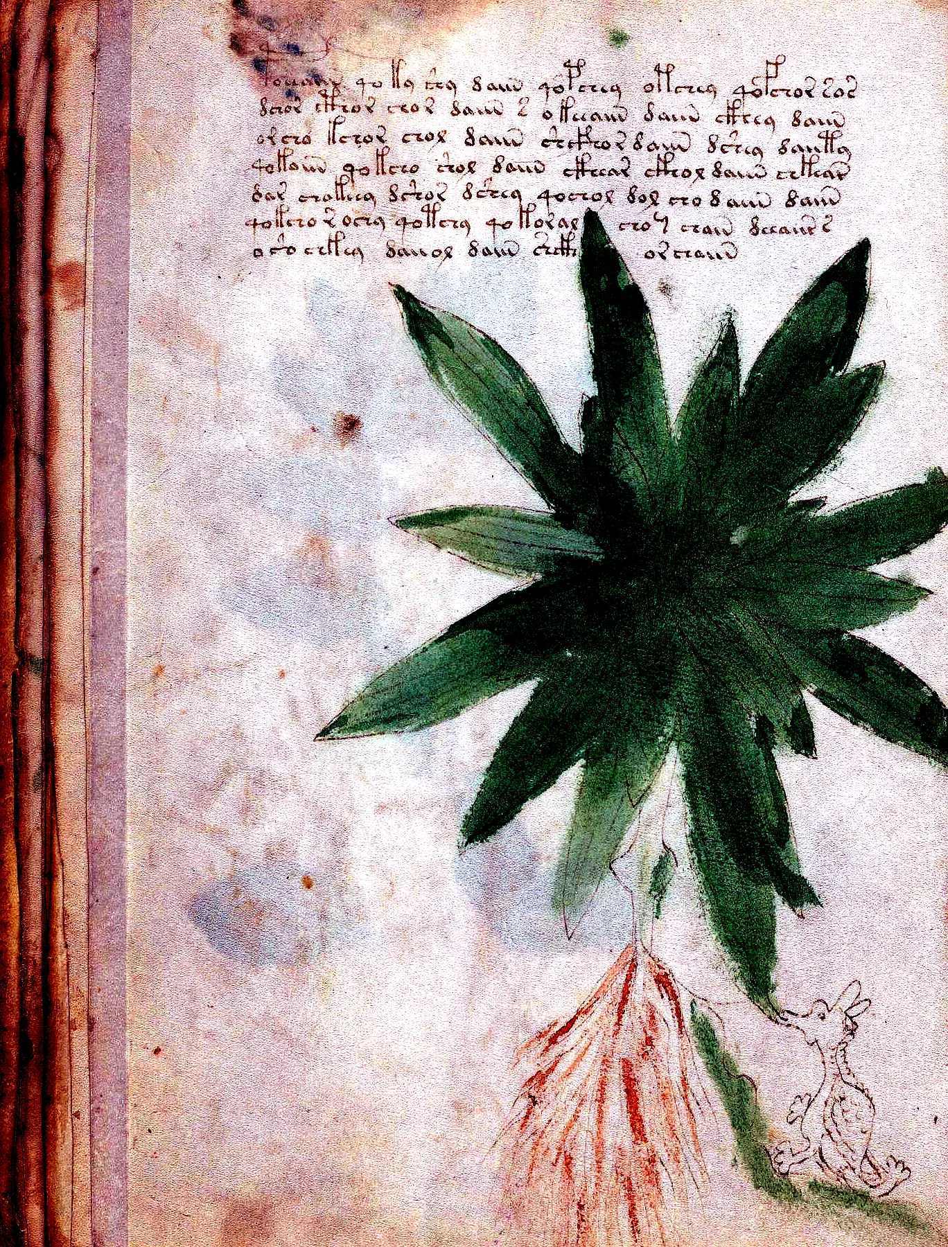 f25v Water-Lily / Pond-Lily (or European Wild Ginger / Asarabacca)